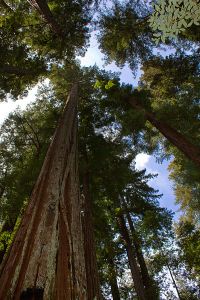 Sequoia_sempervirens_Big_Basin_Redwoods_State_Park_1
