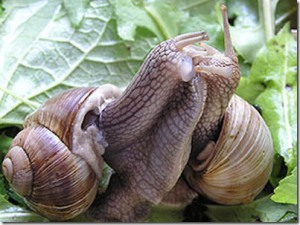 snail-mating_thumb